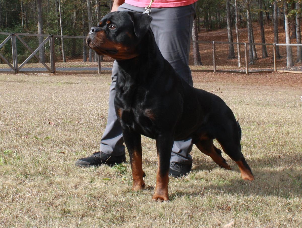 CH Lenox Junior Montagna