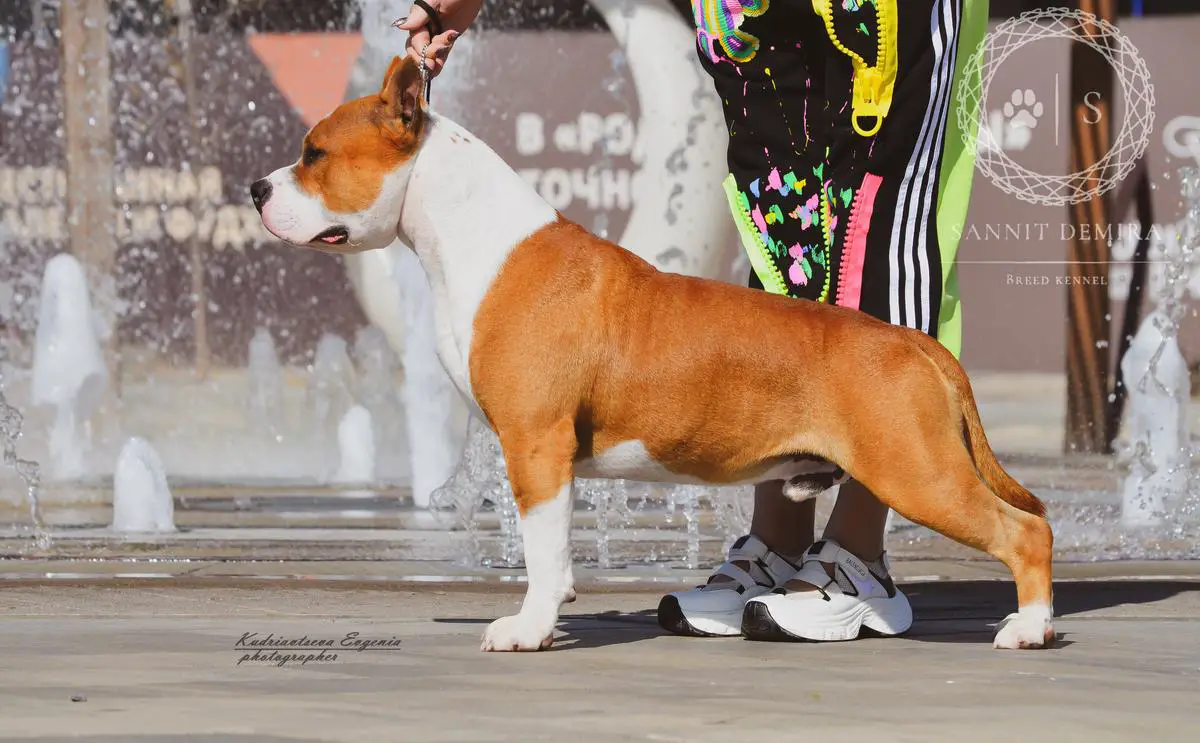 Sannit Demira Baccarat