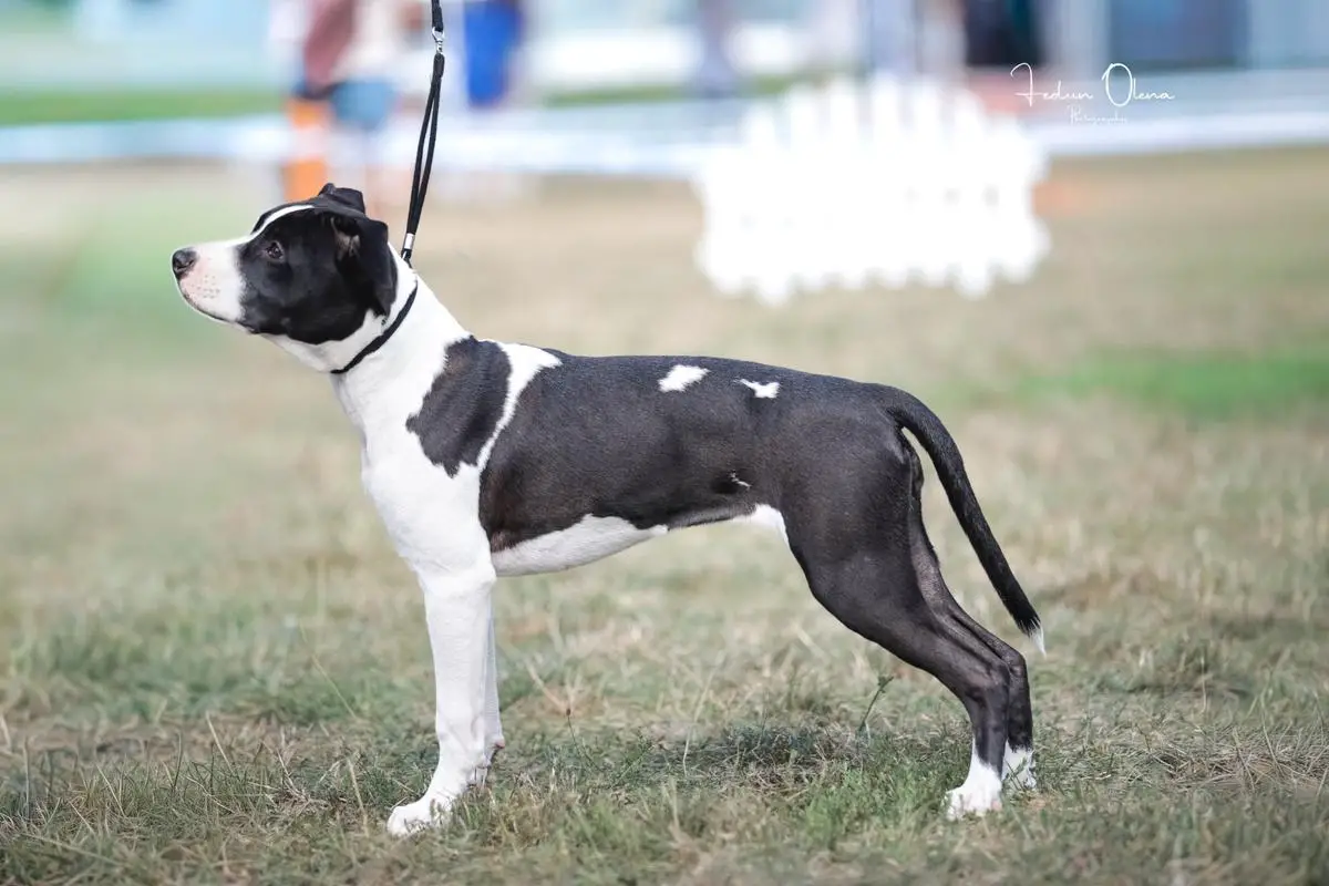 Baby CH UA, GR Baby CH UA Let The Dreams Come True Mega Amstaff