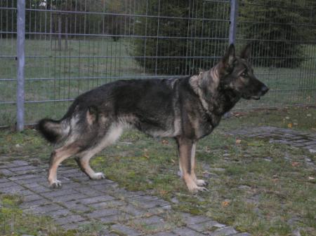 Cira vom kleinen Zigeuner