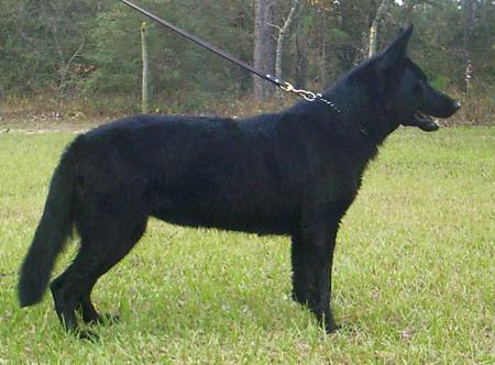 Nixe von der Bültenstiege