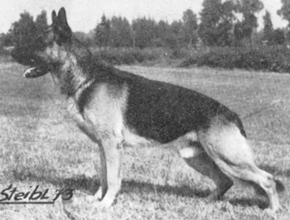 Grimm aus dem schwarzen Zwinger