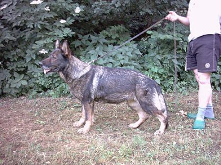 Arlett von der East-Line