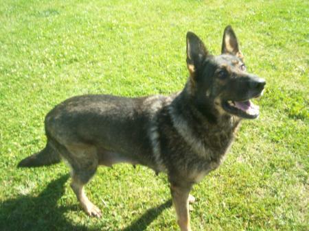 Penny vom Lisdorferland