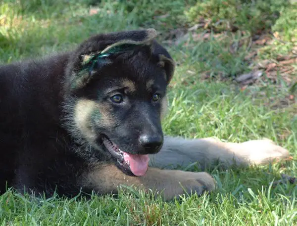 Axel vom Valkyrieheim