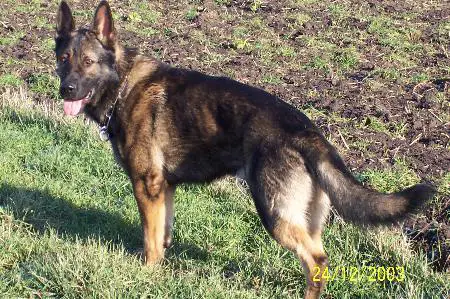 Axel vom Finsterengrund