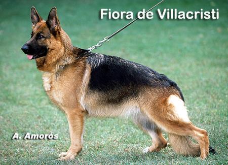 VA3 SPAIN Fiora de Villacristi