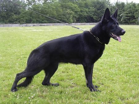 SG Chari vom Damburgerschloss