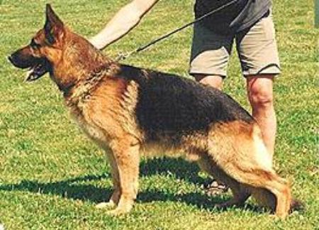 V1 (CA) Rambo Topolovnicka (1996) JR