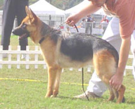 SG Venice vom Adel Haus