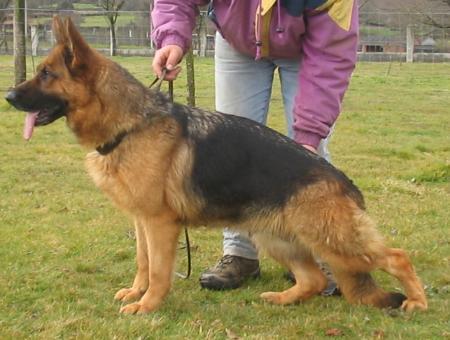 Texa des Bergers de la Taillette