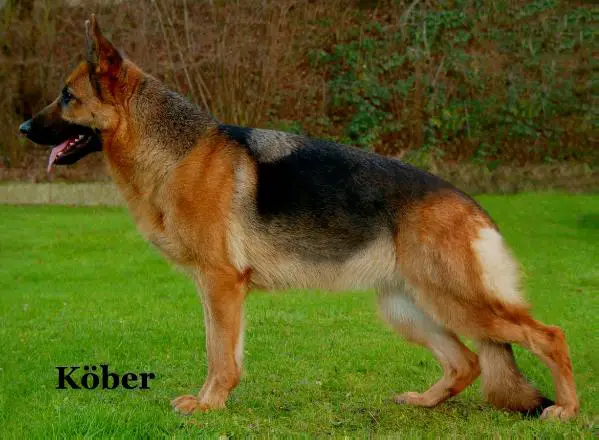 Scala aus Wattenscheid