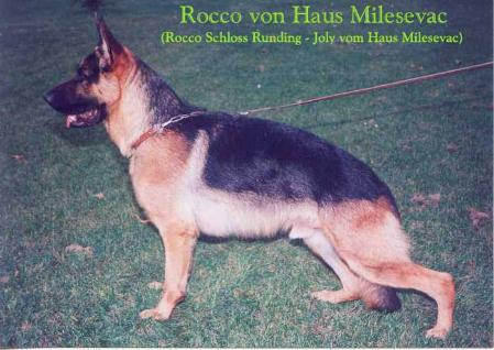 Rocco vom Haus Milesevac