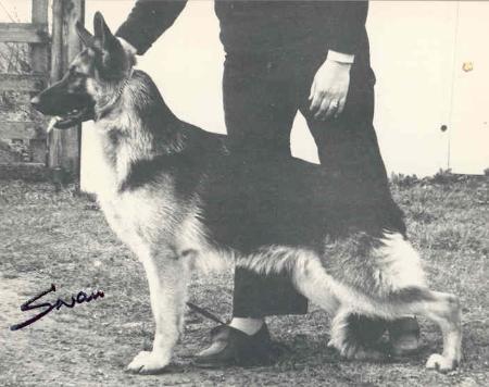 Robuna's Black Diamond