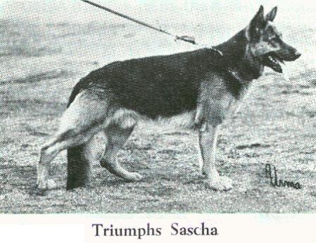 SUCH FINUCH Triumphs Sascha