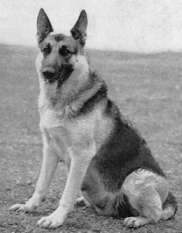 CH (US) Donna of Grafmar