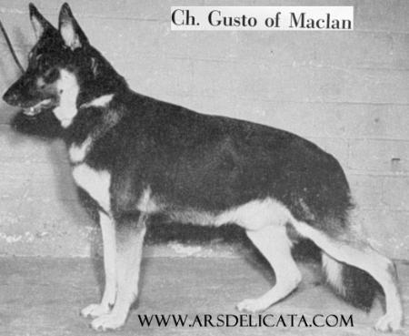 CH Gusto of Maclan