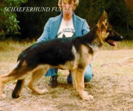 Schaeferhund Fulvia