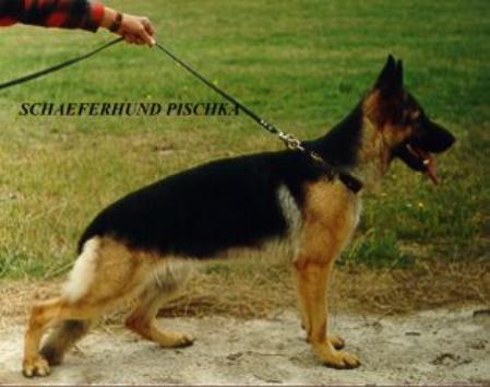 V (AUS) Schaeferhund Pischka