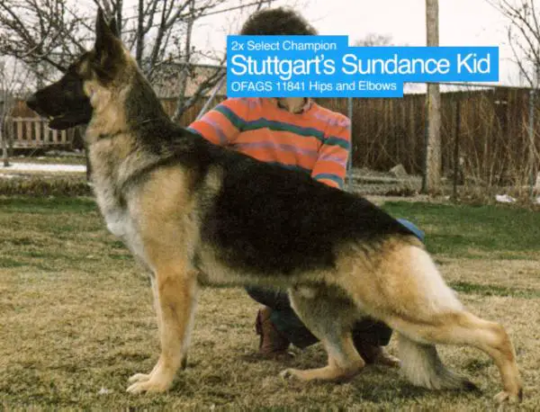 SEL CH (US /CAN) Stuttgart's Sundance Kid