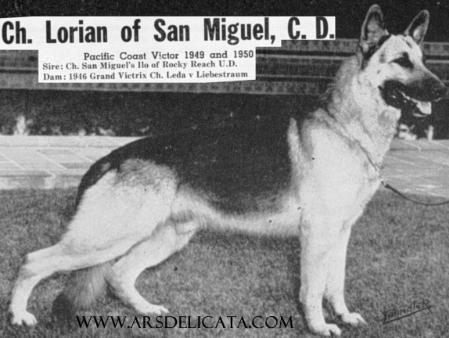 CH (US) Lorian of San Miguel