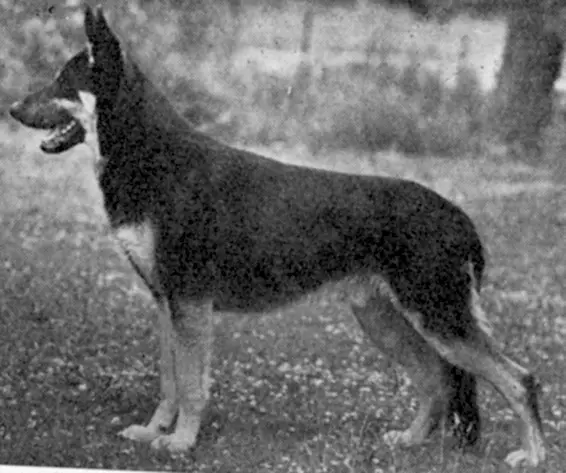 UK.CH. Letton My Hero