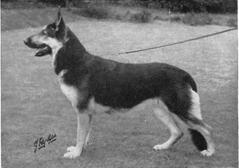 Vitalis Philomela of Eveley