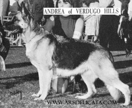 CH (AKC) Andrea of Verdugo Hills