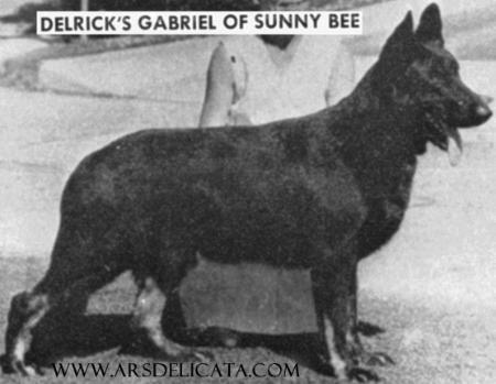 Delrick's Gabriel of Sunny Bee