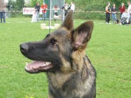 Apache van het Burgerbosch