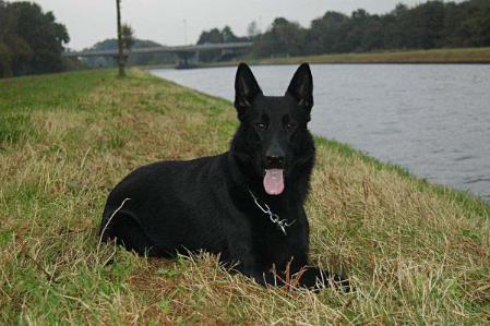 Kendall vom Grubenländer Schupo
