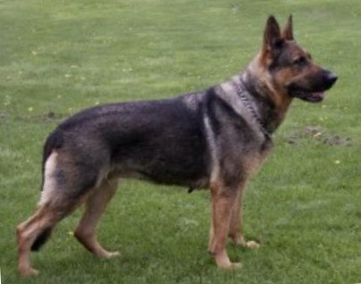 Brenna von Sassenhaus