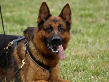 Rashid aus der neuen Hauffstrasse