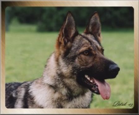 Iska Vom Spadener Holz