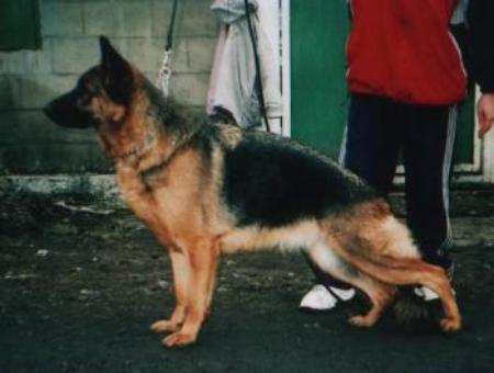 Neksia von Norden