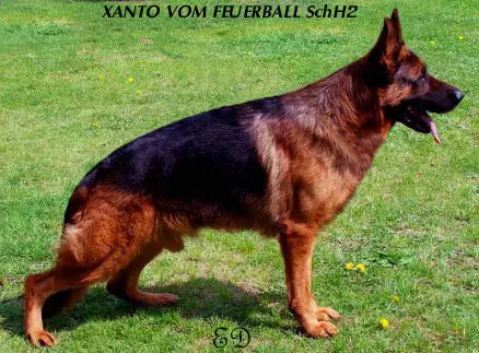 SG1USA Xanto Vom Feuerball