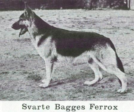 Svarte-Bagges Ferrox