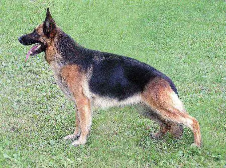 V Gazdagpataki Nicky