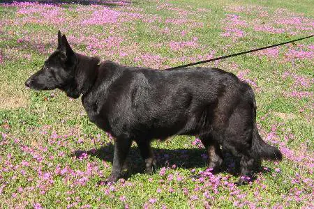 Asko's Shada vom Wolffhaus