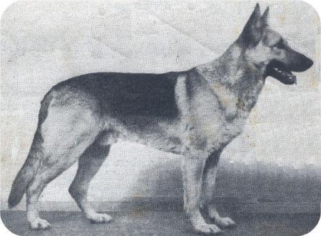 Aladdins Geza