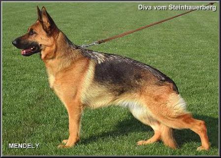 SG1 Diva vom Steinhauerberg