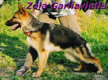 Zola Garliavietis