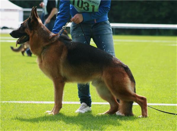 RUS CH,NORD JW-05,VA Fest Kiefer Dominik