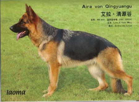 V (CHN) Aira von Qingyuangu
