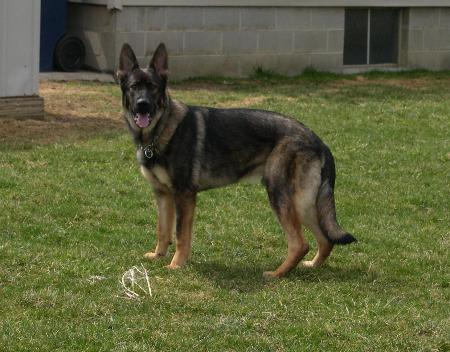 Draven Der Schlotten Krieger