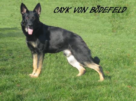SG Cayk von Bödefeld