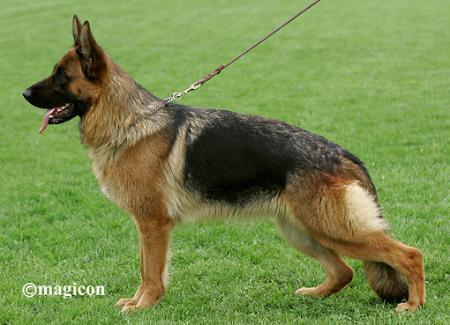 V1, SG1 Freia von Bellissimo