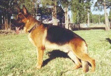 VA-6 SIEGER ARG.2003 Jarno Aus Tafel Land