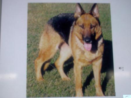 Dara vom Treuen Wachter