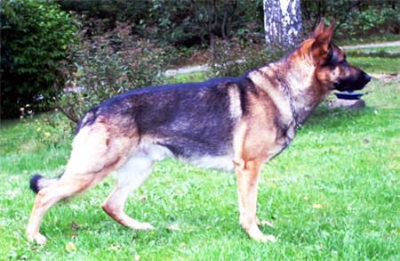 KORAD Kustmarken's Kurry